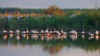 Ege Bölgesi’nin ikinci büyük nehri olan, 401 kilometrelik uzunluğa, 17 bin 500 kilometrekarelik bir su toplama havzasına sahip, 7 defa yatak değiştiren Gediz Nehri, 40 bin hektarlık Gediz Deltası’nı oluşturdu. Günümüzde deltanın sınırları en doğuda Mavişehir’den başlayarak, kuzeybatıda Foça tepelerine, […]