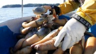 From a basket hoisted on the back of his trawler, fisherman Freddy Gutmann proudly picks up a giant geoduck clam fresh from the frigid waters off the northwestern Canadian coast. “This one is a great specimen,” Gutmann says as sea […]