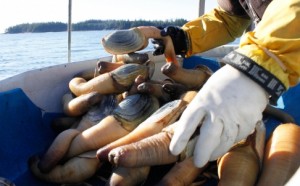From a basket hoisted on the back of his trawler,