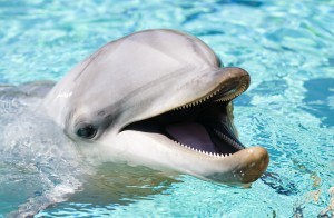 The Japanese practice of dolphin hunting is again under criticism,
