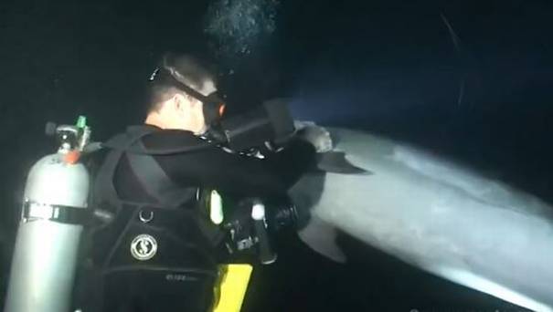 The Japanese practice of dolphin hunting is again under criticism,