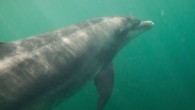 Public warned not to swim with ‘jumpy’ Doolin dolphin Wednesday, March 19, 2014 Dusty the Doolin dolphin has become “jumpy” and wary of human contact in the wake of a number of high-profile incidents involving members of the public last […]