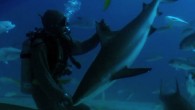 S You should probably never try this when you go scuba diving but watch this scuba diver turned shark whisperer instantly immobilize a shark and put it to sleep with a touch of the nose. The diver uses a technique […]