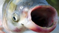 Plant-gorging grass carp probably could survive in all of the Great Lakes, scientists said Monday, adding that if the fish get established, they might significantly damage the environment. The fight to prevent Asian carp from reaching the inland seas has […]