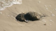 The Florida Fish and Wildlife Conservation Commission is looking for citizen-scientists – spies basically – who are willing to report on mating habits of horseshoe crabs whenever they come across them. Horseshoe crabs have been spawning for millions of years […]