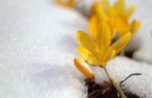   Baharın müjdecisi olarak kabul edilen ve Arapça anlam olarak