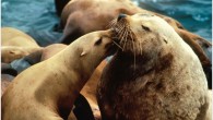 California sea lions exposed to a toxin in algae develop a form of epilepsy that is similar to one in humans, according to a new study led by Stanford University School of Medicine researchers. Every year, hundreds of sea lions […]