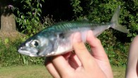 A small mackerel. Photo alex.coles/flickr.com A 10-year-old girl injured in what was thought to be a shark attack at Lennox Head yesterday afternoon may have been bitten by a mackerel. The girl suffered ‘very minor injuries’ to her hand when […]