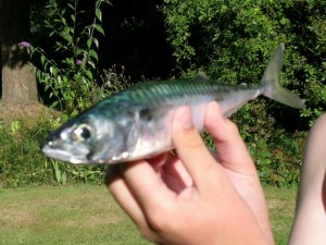 A small mackerel. Photo alex.coles/flickr.com A 10-year-old girl injured in
