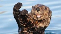 This restaurant otter lock their doors next time. The patrons of Skippy’s Fast Food in Alesund, Norway, were terrorized last week by a wounded otter that made its way into the establishment, the Independent reported. “We did not know what […]
