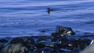 An oiled murre passes the darkened shoreline near Prince William Sound, Alaska, less than a month after the March 1989 spill. (Anchorage Daily News/MCT/Landov) On March 24, 1989, the tanker Exxon Valdez struck a reef in Prince William Sound, Alaska, […]