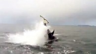 A Prince George family got more than they bargained for on a boat trip near Prince Rupert on Wednesday. Travis Twizell says his family was on a boat near Digby island in Chatham Sound when they saw four big sea lions […]