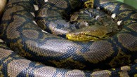 Scientists have discovered a sea snake that dehydrates for several months before reconstituting itself after heavy rains, according to a new study. The sea snake, called Hydrophis platurus or the yellow-bellied sea snake, is described in the latest issue of […]