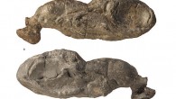 Sharks are usually thought of as primitive creatures, sometimes called “living fossils.” But a new study of a 325-million-year-old shark fossil — the most complete of its kind — suggests modern sharks have evolved significantly from their bony ancestors. The […]