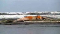 SEASIDE, Ore. – It’s so bad, you can practically smell it from here. A 40-foot grey whale began washing up on the beach at Seaside, leaving a big mess for cleanup crews and a powerful odor for everybody in the […]