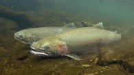The prolonged winter and the ice cover on the Great Lakes could lead to some lasting effects on wildlife. For one thing, scientists expect that a lot of the fish that people like to catch will be showing up late […]