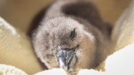 More than 800 endangered African penguin chicks have been saved from starvation in South Africa as part of a conservation project led by the Bristol Zoological Society. Conservationists working on the Chick Bolstering project took chicks from a number of […]