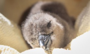 More than 800 endangered African penguin chicks have been saved