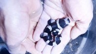 IT can probably be described as an unusual day at work when you empty a mermaid’s purse and a shark is born in your hands. But that’s what happened at Weymouth’s Sea Life Adventure Park when a baby banded bamboo […]