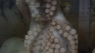 Lil Wayne the two-spot octopus at Brooklyn College; image courtesy of Katherine Harmon Courage BROOKLYN—It wasn’t hard to name Lil Wayne. He actually volunteered to take the rapper’s moniker. On April 2, Frank Grasso, director of the Biomemetic and Cognitive […]