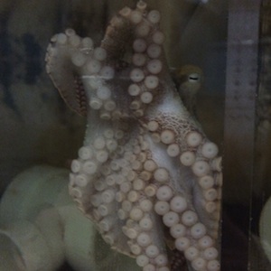 Lil Wayne the two-spot octopus at Brooklyn College; image courtesy