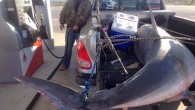 Imagine pulling into a gas station and seeing a pickup truck pull in toting an enormous mako shark that is nearly spilling out of the vehicle’s bed. The accompanying image was posted Wednesday on the Pensacola News Journal Facebook page, […]
