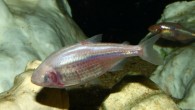 A blind fish found in the pools of pitch-black Mexican caves uses high frequency waves it generates with its mouth in order to navigate, a group of Israeli researchers has found, in much the same way that bats use sound […]