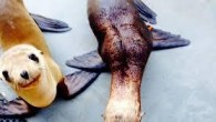 MODESTO, Calif., April 16 (UPI) — Your stubborn spouse is not the only one with an awful sense of direction. Even adorable sea lion pups can lose their way. At least “Hoppie” can. Yesterday, a 36-pound male sea lion pup […]
