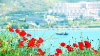 MUĞLA’nın Bodrum İlçesi’nde, havaların ısınması ile birlikte açan gelincikler baharın farklı bir güzelliğini de ortaya çıkardı. Kırlar kırmızıya boyanırken, sahillere akın eden Bodrumlular da sıcak havanın keyfini sürdü. Baharın gelmesi ile Bordrum’da kırlar kıpkırmızı gelinciklere büründü. Torba Demir Ormanları, Pedasa […]