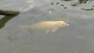 Chadwick the chagoi koi carp was found in Totton two months after escaping from Romsey World of Water seven miles away 6:47pm Thursday 3rd April 2014 in News Chadwick was found in the River Test in Totton IT is a […]