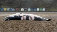 The two whales that washed up dead on the coast of Norfolk in the space of a week were most likely killed by ship strikes, in what scientists called an “unusual event”. A small common female minke whale (Balaenoptera acutorostrata) […]