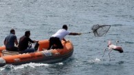 Yat Limanı’nda görevli olan belediye personeli Emrah Yeşilyurt, sabah saatlerinde ayakları kırık olan ve uçamayan bir flamingo gördü. Kuşun koruma altında olduğunu bilen Yeşilyurt, Marmaris Çevrecileri Derneği (MÇD) Başkanı Ahmet Kutengin’e haber verdi. Yat Limanı’na Kutengin ile birlikte Zabıta Amiri […]