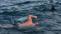 Ocean’s Seven Yüzme Maratonu’na katılan Adam Walker, yaptığı açıklamada, Cook Körfezi’ni yüzerek geçtiği esnada bir köpekbalığının ilgisine maruz kaldığı anları ve yunusların kendisini nasıl kurtardığını ömrü boyunca unutmayacağını söyledi. Daily Mail tarafından konuyla ilgili olarak geçilen haberde, Ocean’s Seven Yüzme […]