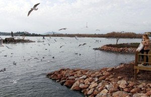 Ördek, kaz, karabatak, martı gibi birçok kuş türünün yaşadığı 2