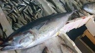 Marmaris açıklarında balıkçıların ağlarına takılan 1 ton torik balığı, balık haline hareket getirdi. Sabah satlerinde hale geterilen kiloları 3 ile 5 kilo arasında değişen torikler tezgahlarda tanesi 60 liradan satışa sunuldu. Vatandaşların rağbet gösterdiği torikler kısa zamanda tükendi. Balkır balıkçılık […]