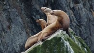 Some of the rules that limit commercial fishing in the western Aleutian Islands are no longer needed to protect endangered Steller sea lions, federal regulators said in a management document issued Wednesday. In a 281-page biological opinion, the National Marine […]