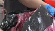 In Taiwan, trade in dolphin meat is continuing more than 20 years after the government banned it. The meat, seen as a delicacy with health-giving properties, was banned back in 1989. However, some fishermen and restaurateurs continue to meet local […]