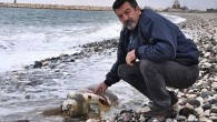Mersin’in Erdemli sahilinde yetişkin bir Caretta Caretta cinsi deniz kaplumbağası sahile vurdu. Türkiye Hayvan Hakları Savunucusu Semih İğdigül kaplumbağanın katledilmiş olabileceğini iddia etti. Erdemli sahil bandında yürüyen vatandaşlar tarafından bulunan ölü deniz kaplumbağasının katledilmiş olabileceği iddia edildi. Sahile gelerek ölen […]