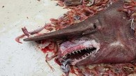 Florida eyaletinde Key West yakınlarında yakalanan köpekbalığı goblinin uzunluğu 5.5 metreye ulaşırken, seyrek balık pembe renkte ve uzun burunlu, sivri dişlerini gizleyen bir yırtıcı hayvan özelliği taşıyor. Körfezde ikinci defa bu şekildeki balık avlanıyor. Goblin balıkları Japonya’nın derin sularında yaşarken, […]
