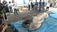 800 metre derinlikten gün ışığına çıkarılan yaratığın büyük ağızlı köpek balığı olduğu ortaya çıktı. Köpek balığı, Japonya’nın Shizuoka kentinde halka sergilendi. Nadir yırtıcıyı görmeye 1500’den fazla kişi geldi. İskelede toplananlar, yerel Deniz Bilimi Müzesi çalışanları tarafından gerçekleştirilen 4 metrelik canavarın […]