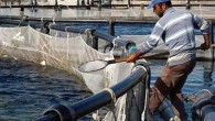 Deniz Ticaret Odası (DTO) İzmir Şubesi Yönetim Kurulu Başkanı Yusuf Öztürk, Türkiye’de son 25 yılda balık yetiştiriciliğinin 10 milyon tondan 66 milyon tona ulaştığını söyledi. Dünyada tüketilen su ürünlerinin yarısının avcılık, diğer yarısının ise yetiştiricilik yöntemi ile yapıldığını anlatan Öztürk, […]