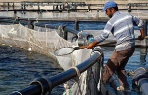Deniz Ticaret Odası (DTO) İzmir Şubesi Yönetim Kurulu Başkanı Yusuf