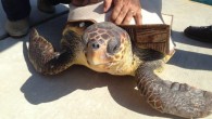 Marmaris’te denizde yaralı olarak bulunan Caretta caretta kurtarıldı.  Tekne turunda deniz yüzeyinde bir kaplumbağanın hareketsiz bir şekilde durduğunu fark eden 11 yaşındaki Deniz Tugay, Marmaris Liman İşletmeleri AŞ’nin Genel Müdürü olan babası Şükrü Tugay’a haber verdi. Tugay, durumu Marmaris Çevrecileri Derneğine bildirdi. […]