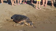 Muğla’nın Ortaca İlçesi Dalyan Mahallesi İztuzu plajında bulunan Deniz Kaplumbağa Araştırma Kurtarma ve Rehabilitasyon Merkezi (DEKAMER) bir caretta carettayı daha kurtardı. Araştırma yapmak için sahilde dolaşan görevliler tarafından görülen ve hareketlerinde anormallik sezilen bir deniz kaplumbağayı merkeze götüren ekipler, kaplumbağanın […]
