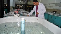 Trabzon Su Ürünleri Merkez Araştırma Enstitüsü Müdürü Doç. Dr. İlhan Aydın, enstitüte “Karadeniz’de Kalkan Balığının Yetiştiricilik Tekniklerinin Geliştirilmesi” projesiyle doğal ve kuluçkahane kökenli damızlıklar kullanılarak kalkan balığı üretimine başlandığını belirtti.      Kalkanın Karadeniz’in ekonomik değere sahip en önemli türlerinden olduğunu söyleyen Aydın, “Yıllardır […]