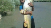 Akdeğirmen Baraj gölünde oltalarına takılan yaklaşık 1 metre 35 santim uzunluğunda, 41 kilogram ağırlığındaki sazan balığı, görenleri hayrete düşürdü. Kamil E., bir genç geçtiğimiz günlerde 4 kişilik arkadaş gurubu ile Akdeğirmen Baraj gölüne balık tutmaya gittiler. Oltalarını baraj gölüne sallayan […]