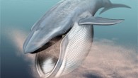 Ağırlıkları 40 ila 70 ton arası değişen bu hayvanlar,180 metre derinliğe dalıyor, siğile benzer yumrularla kaplı kafalarını deniz tabanına sürtüyorlar; bazen baş aşağı yüzüyorlar; batık gemiler kadar kocamanlar, sıcakkanlılar ve yeryüzündeki en büyük gelgit akıntıları yanlarından geçip giderken onlar, soğukta […]
