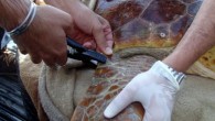 İstanbul’da balıkçıların ağlarına takılan caretta caretta türü bir deniz kaplumbağası, tedavi edildikten sonra Çanakkale’de doğal ortama salındı. Geçen nisan ayında, Avcılar sahilinde ağa takılan kaplumbağa, İstanbul Akvaryum’un ekibi tarafından kurtarıldı. İlk sağlık kontrollerinin ardından bakıma alındı. Karantina altında tedavisi devam […]
