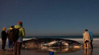 Yetkililer, dün gece Palm Plajı’nda sahile vuran balinanın 8 metre uzunluğunda ve 15-20 ton ağırlığında olduğunu belirterek kurtarma işlemini yapmak için deniz seviyesinin yükselmesinin beklendiğini söyledi. Deniz Dünyası Hizmetleri Direktörü Trevor Long, 2-3 yaşlarında olduğu tahmin edilen balinanın saat 06.30’da […]