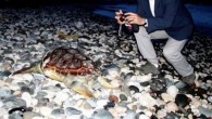 Yumurtalık ilçesinde sahile ölü yeşil deniz kaplumbağası vurdu. Tarım Kredi Kooperatifleri Plajında sabah saatlerinde yeşil deniz kaplumbağasının ölüsü bulundu. Genellikle derin sularda ve dalyan bölgesinde yaşayan yeşil deniz kaplumbağaları, balıkçı ağlarına takılarak ölüyor ve sahile vuruyor.